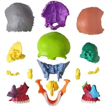 Evotech Mini Human Skull Model, Didactic 15 Parts Palm-Sized Anatomy Skull Model, Exploded Skull, Me...