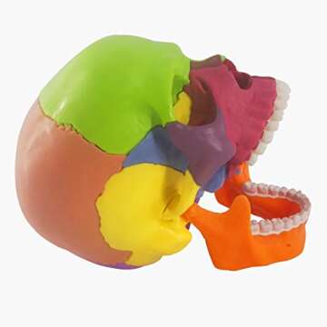 Evotech Mini Human Skull Model - 15 Parts Anatomical Educational Tool