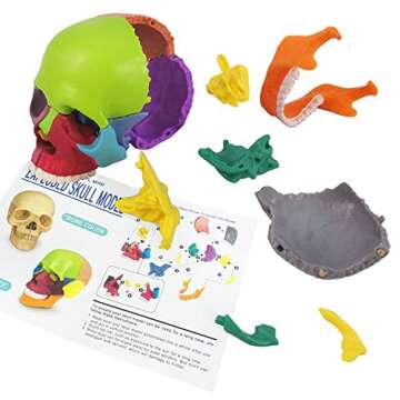 Evotech Mini Human Skull Model - 15 Parts Anatomical Educational Tool
