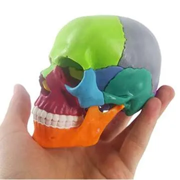 Evotech Mini Human Skull Model - 15 Parts Anatomical Educational Tool