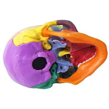 Evotech Mini Human Skull Model - 15 Parts Anatomical Educational Tool