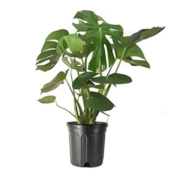 Stunning Monstera Deliciosa Plant with Edible Fruits - Perfect for Home Décor