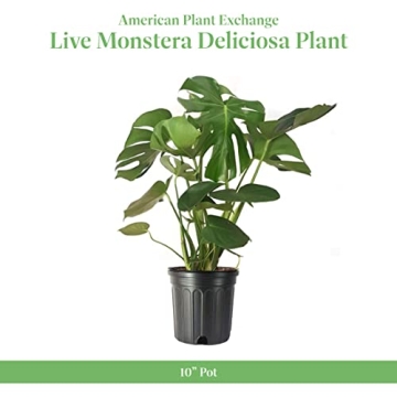 Monstera Deliciosa Plant with Edible Fruits for Home Décor
