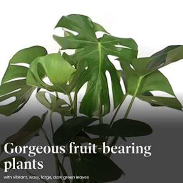 Monstera Deliciosa Plant with Edible Fruits for Home Décor