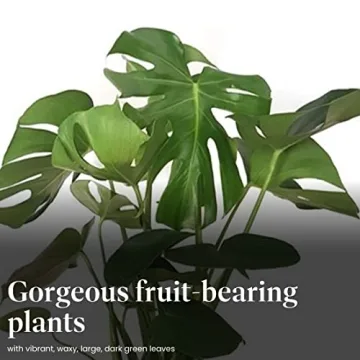 Monstera Deliciosa Plant with Edible Fruits for Home Décor