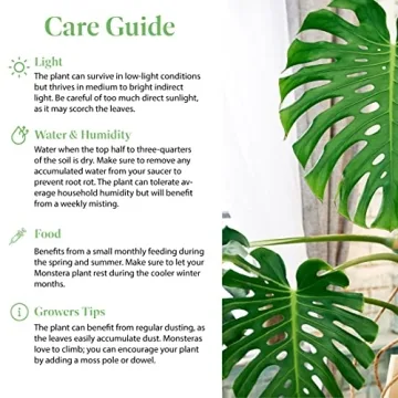 Monstera Deliciosa Plant with Edible Fruits for Home Décor