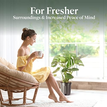 Monstera Deliciosa Plant with Edible Fruits for Home Décor