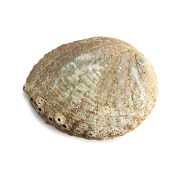 Large Abalone Shell for Smudging and Incense Use
