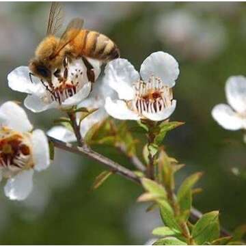 3Bee Manuka Honey Drops 400+ MGO with Ginger & Lemon