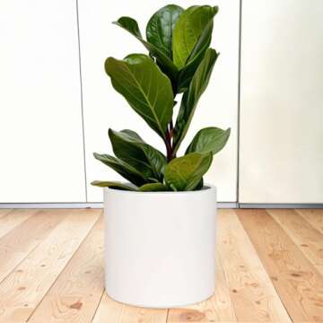 Fox & Fern Large 12 Inch Planter — Premium Lightweight Fiberstone Matte White Plant Pot w Drainage...