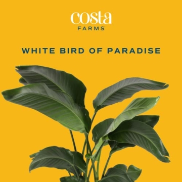 Costa Farms White Bird of Paradise Plant for Home Decor