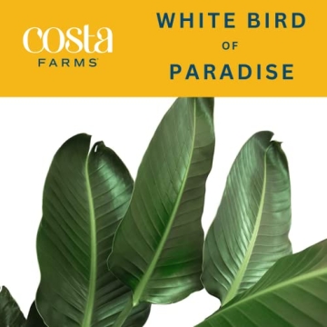 Costa Farms White Bird of Paradise Plant for Home Decor