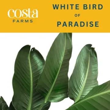 Costa Farms White Bird of Paradise Plant for Home Decor