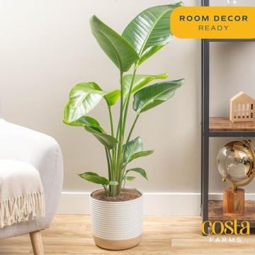 Costa Farms White Bird of Paradise Plant for Home Decor