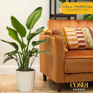 Costa Farms White Bird of Paradise Plant for Home Decor