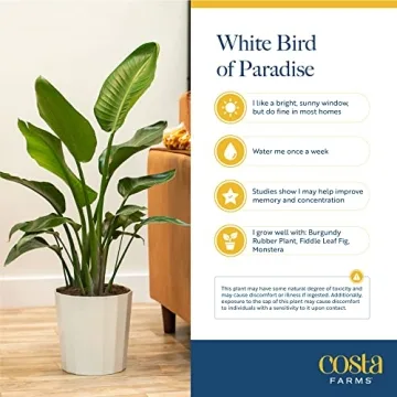 Costa Farms White Bird of Paradise Plant for Home Decor