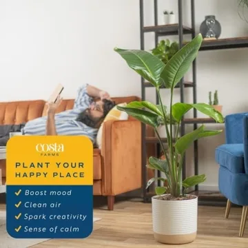 Costa Farms White Bird of Paradise Plant for Home Decor