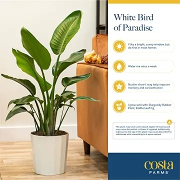 Costa Farms White Bird of Paradise Plant for Home Decor