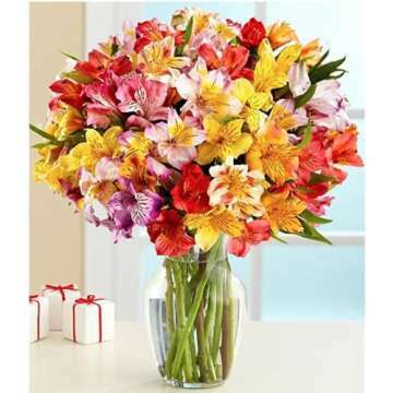 Rainbow Fields Alstroemeria Bouquet - No Vase Required