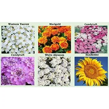 25 Heirloom Flower Seed Packets for Planting: 20+ Varieties Flower Seeds - Forget Me Not, Sunflower, Marigold, Zinnia Lilliput, Snapdragon, Hummingbird & Butterfly Wildflower Seeds and More