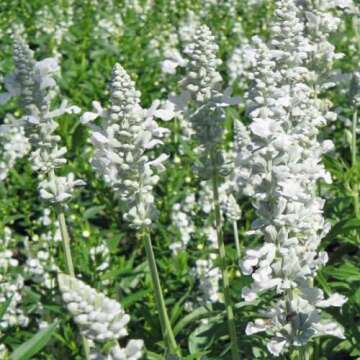 Gardening Treasures: 50+ Salvia Victoria White Seeds - Beautifully Blooming Flower Seeds for Your Ga...