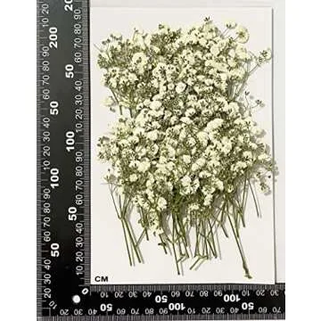 UOKWIWI 50 pcs White Baby's Breath Real Natural Dried Pressed Flowers for Resin Art Craft DIY Making...