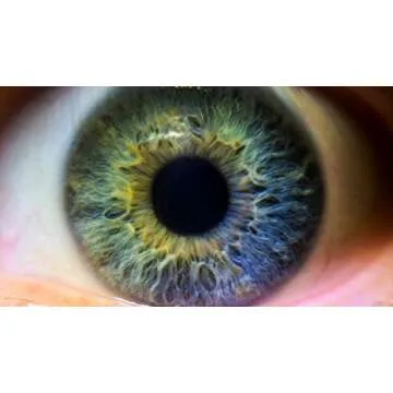 Nikon COOLPIX P900/P950 10x High Definition 2 Element Close-Up (Macro) Lens (67mm)
