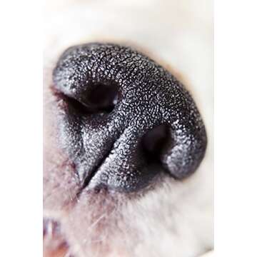 Nikon COOLPIX P900/P950 10x High Definition 2 Element Close-Up (Macro) Lens (67mm)