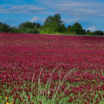 Vibrant Outsidepride Crimson Clover Seeds for Gardeners