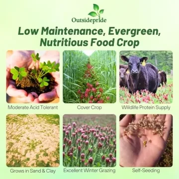 Vibrant Outsidepride Crimson Clover Seeds for Gardeners