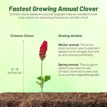 Vibrant Outsidepride Crimson Clover Seeds for Gardeners