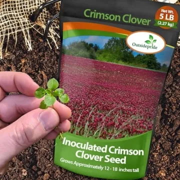 Vibrant Outsidepride Crimson Clover Seeds for Gardeners