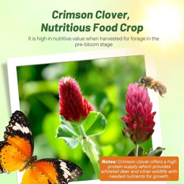 Vibrant Outsidepride Crimson Clover Seeds for Gardeners
