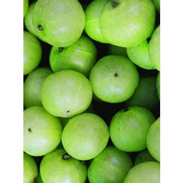 khadi AMLA Ayurvedic Shampoo - 100% Natural, Silicone & Sulfate-Free, Promotes Hair Growth & Shine, Prevents Hair Loss & Gray Hair, Conditioning Vegan Organic Beauty 6.7oz