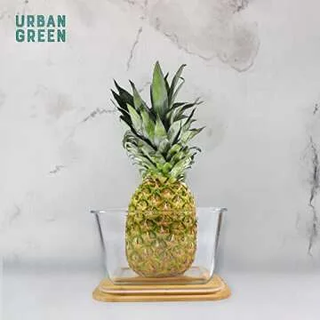 Urban Green Glass Container with Wood Lid, Glass food storage Container with Lids, Glass Meal Prep Containers Set, Glass Containers set (Natural-Bamboo-1p)