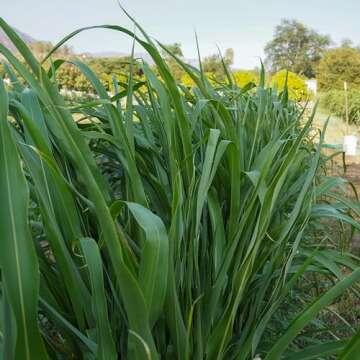 Plant Good Seed Organic Sorghum Sudangrass BMR F1 - Pack of 250, Heirloom Seeds for Planting Grains,...