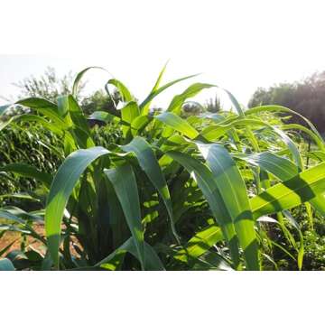 Plant Good Seed Organic Sorghum Sudangrass BMR F1 - Pack of 250, Heirloom Seeds for Planting Grains, Vegetables - Gardening Supplies, Vegetable Garden - Non-GMO, Open Pollinated, from USA