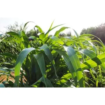 Plant Good Seed Organic Sorghum Sudangrass BMR F1 - Pack of 250, Heirloom Seeds for Planting Grains, Vegetables - Gardening Supplies, Vegetable Garden - Non-GMO, Open Pollinated, from USA