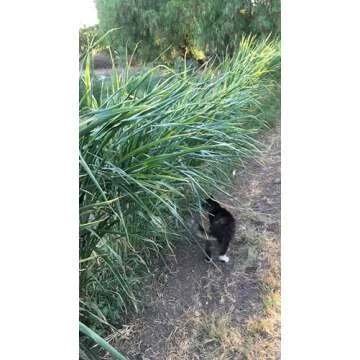 Plant Good Seed Organic Sorghum Sudangrass BMR F1 - Pack of 250, Heirloom Seeds for Planting Grains, Vegetables - Gardening Supplies, Vegetable Garden - Non-GMO, Open Pollinated, from USA