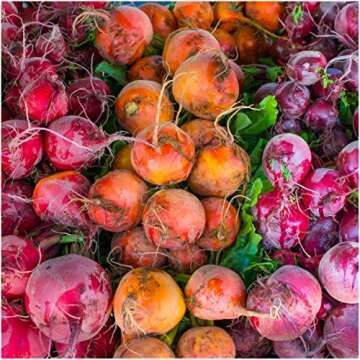 Seed Needs, 1,500+ Rainbow Beetroot Seeds for Planting - 8 Varieties of Heirloom Beet Seeds for Planting Beta vulgaris - Non-GMO & Untreated for Your Home Garden (Bulk)