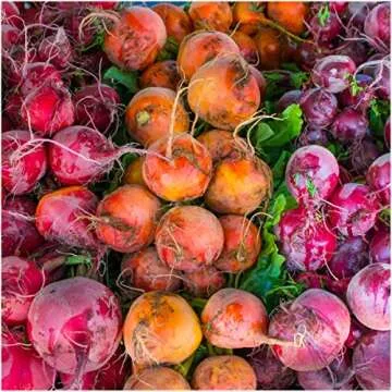 Seed Needs, 1,500+ Rainbow Beetroot Seeds for Planting - 8 Varieties of Heirloom Beet Seeds for Planting Beta vulgaris - Non-GMO & Untreated for Your Home Garden (Bulk)