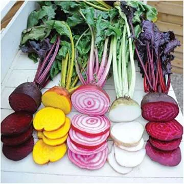 Seed Needs, 1,500+ Rainbow Beetroot Seeds for Planting - 8 Varieties of Heirloom Beet Seeds for Planting Beta vulgaris - Non-GMO & Untreated for Your Home Garden (Bulk)