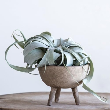 Creative Co-Op Boho Terracotta Footed Planter for Indoor Decor
