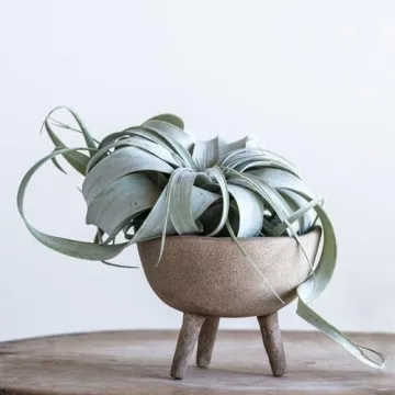 Creative Co-Op Boho Terracotta Footed Planter for Indoor Decor