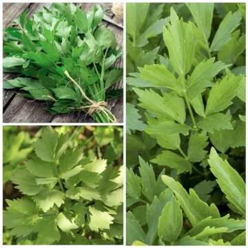 Seed Needs Lovage Seeds for Planting - Non-GMO, Heirloom & Untreated - Organically Grow Your own Medicinal/Culinary Herb Garden Indoors or Outdoors (2 Packs)