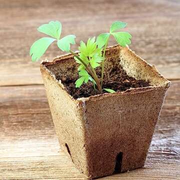 Seed Needs Lovage Seeds for Planting - Non-GMO, Heirloom & Untreated - Organically Grow Your own Medicinal/Culinary Herb Garden Indoors or Outdoors (2 Packs)