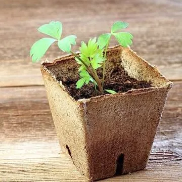 Seed Needs Lovage Seeds for Planting - Non-GMO, Heirloom & Untreated - Organically Grow Your own Medicinal/Culinary Herb Garden Indoors or Outdoors (2 Packs)