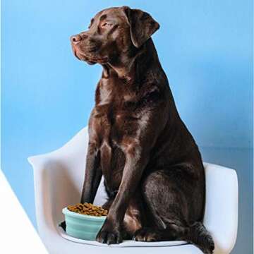 LUTER Collapsible Silicone Dog Bowls with Lids