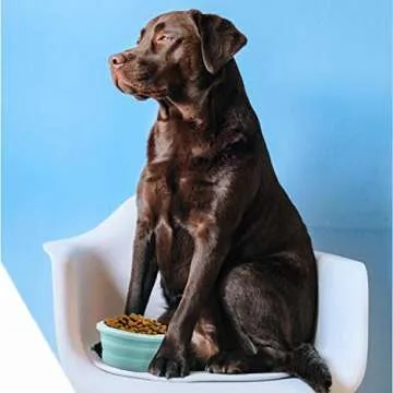 LUTER Collapsible Silicone Dog Bowls with Lids