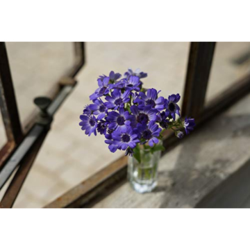 Affordable Sony FE 50mm F1.8 Lens for Stunning Images